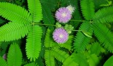 第一次看含羞草