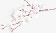 桃花一枝出墙来