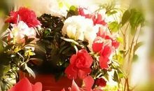 留在心里的芬芳