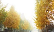 小区里的银杏树