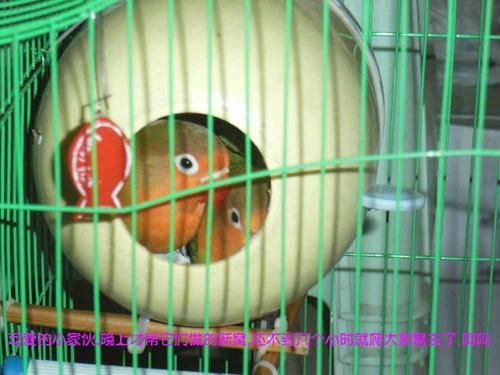 养一只鹦鹉真的让我着迷