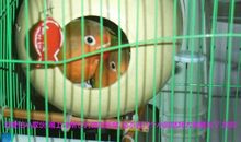 养鹦鹉真让我着迷