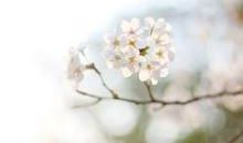 听到花开的声音