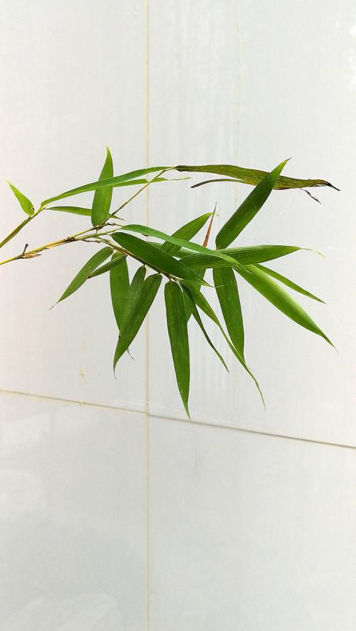 竹路