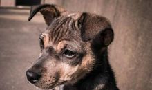 人类与动物的友情