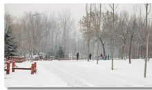 雪中即景作文400字五年级