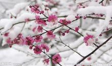 花开不只在春天