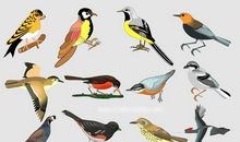 我想变成一只美丽的小鸟