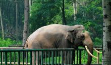 奇妙的野生动物园