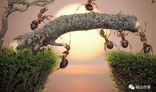 由蚂蚁搬家想到的