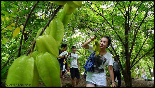 采摘杨桃