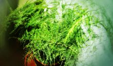 托物言志的作文600字文竹