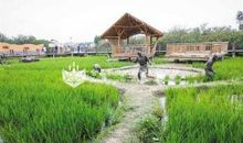 游桂林洋农业园