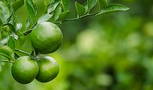 描写瓯柑的作文