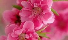 最美的鲜花送给谁