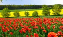 春天里最美的风景