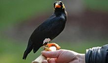 我喜欢的一种鸟