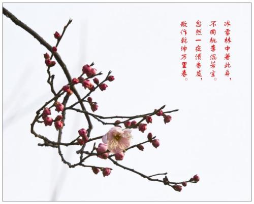“写真”诗