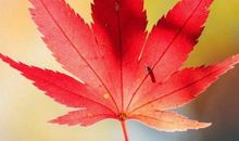 对一片落叶发呆