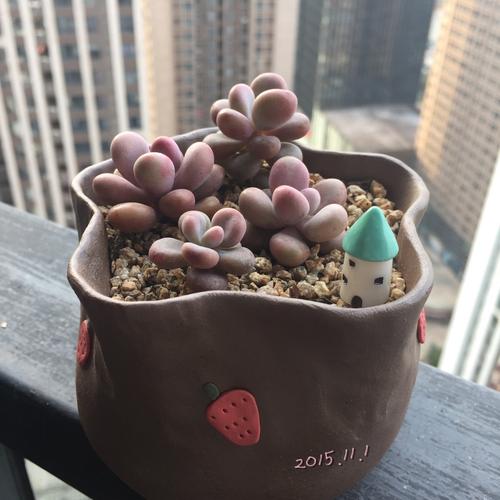 我家的多肉植物