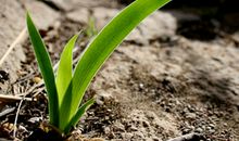 一棵小草触动了我的心灵