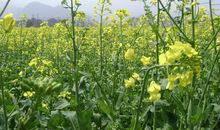 春天的乡村景色