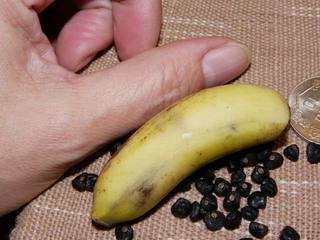 观察香蕉