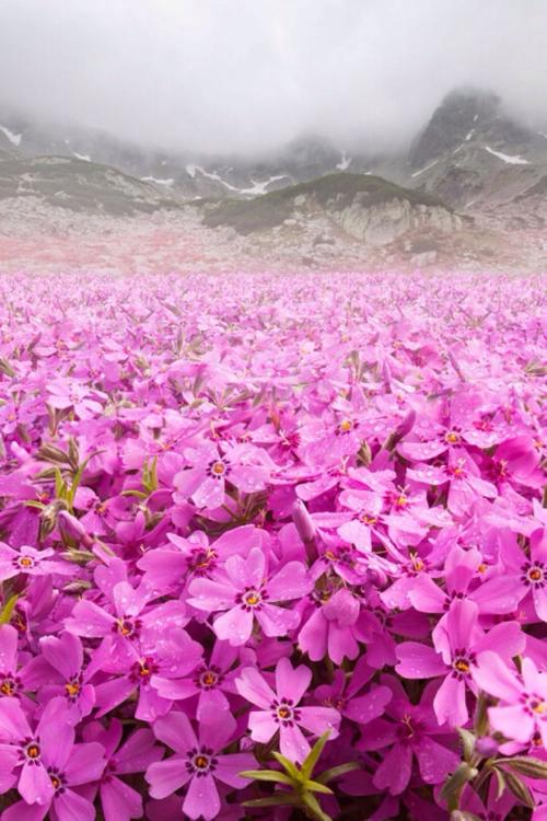 一亩花田
