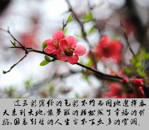 春天的感觉