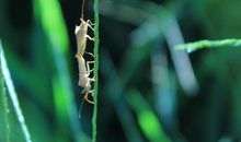 草丛间的小精灵