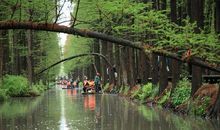兴化水上森林游记