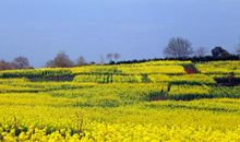 我爱家乡的油菜花
