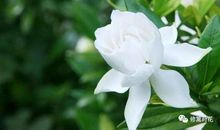 留在记忆里的桅子花