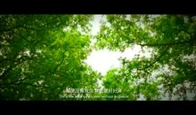 一路荆棘，一路华丽