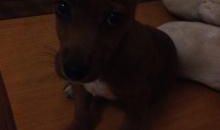 与狗狗一起走过的日子