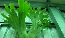 有趣的植物吊兰