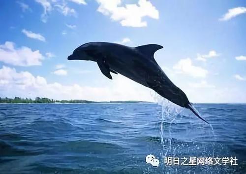 齿鲸