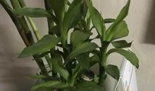 观察富贵竹日记