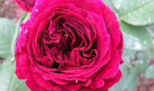 我最喜欢的月季