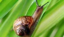 坚持不懈的蜗牛