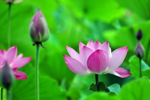 夏天的莲花