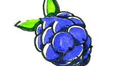 生命之果——黑莓