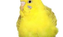 我喜欢的虎皮鹦鹉