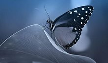 破茧成蝶，心灵成长