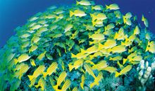 海底世界之猪齿鱼