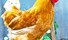 一只公鸡的自述