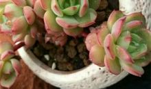 我最心爱的多肉