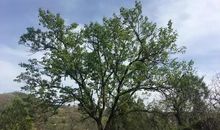 酸枣树下的童年