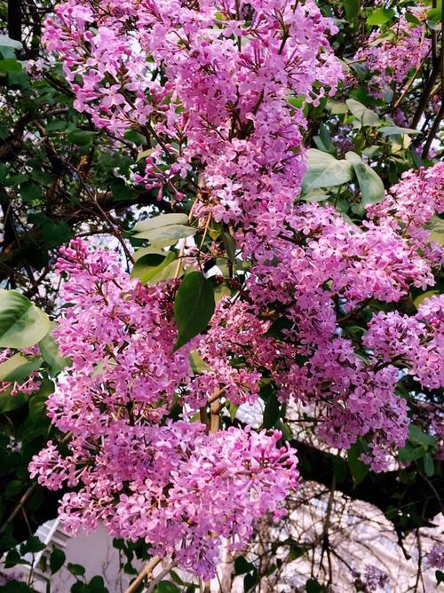 充满丁香花的600个字符的六年级校园作文