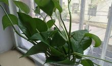 观察水培绿萝日记